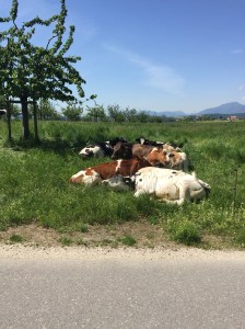 sleeping cows
